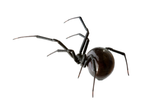 spiders