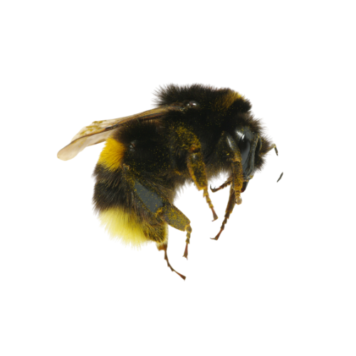 Bumblebees