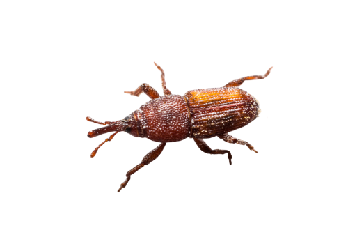 Weevils