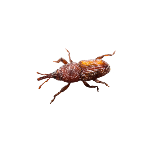 Charançons