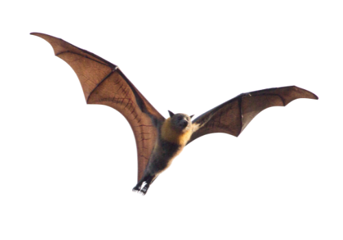 Bat