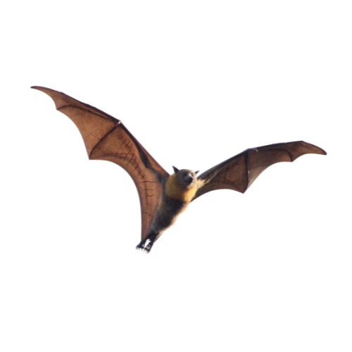 Bat