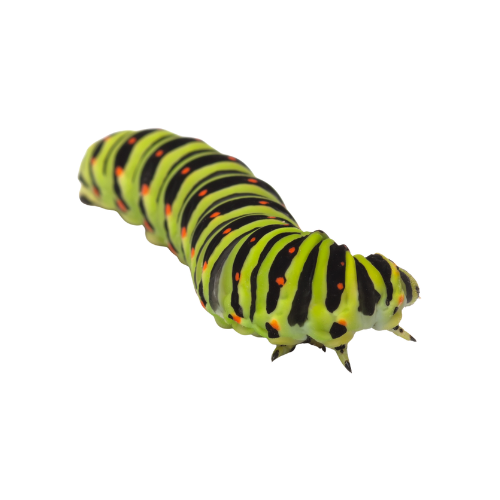Caterpillars