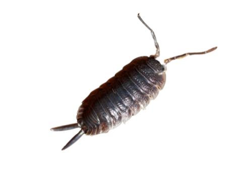 Woodlice