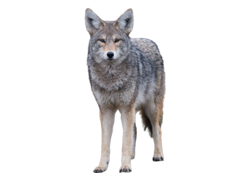 Coyote