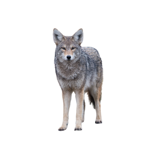Coyote