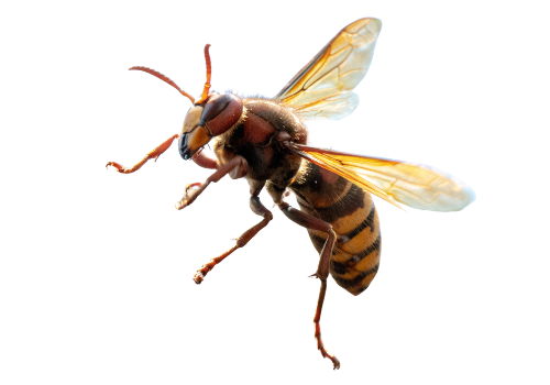 Hornets