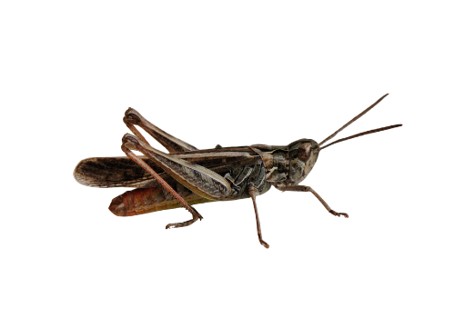 Crickets and Locusts