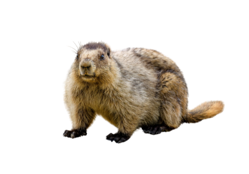 Groundhog