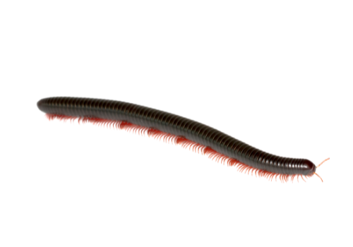 Centipedes