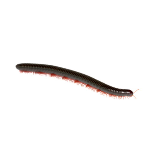 Centipedes
