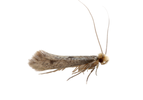 Moths