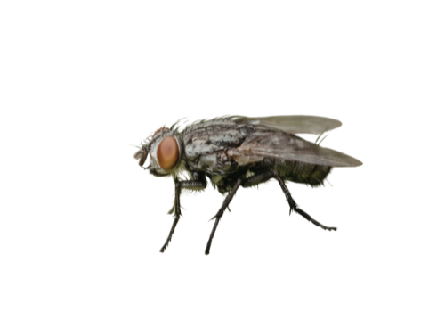 Flies