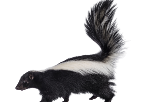 Skunk