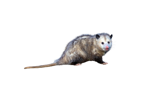 Opossum