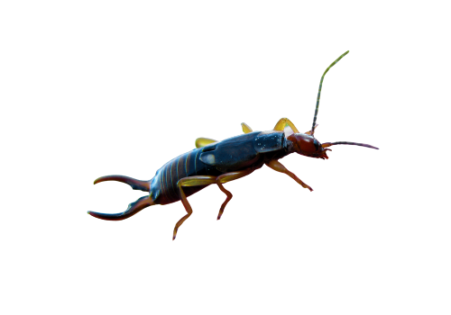 Earwigs