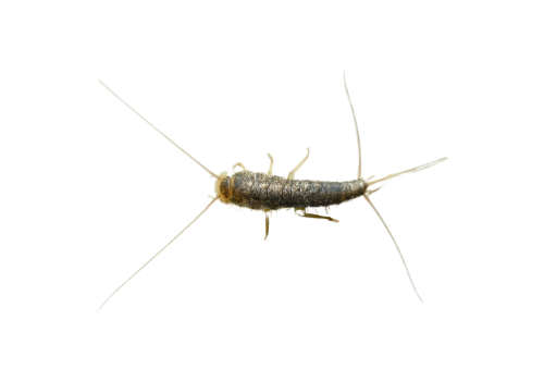 Silverfish