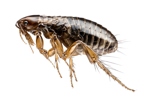 Fleas