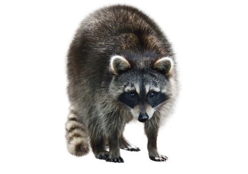 Raccoon