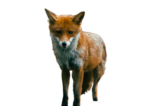 Fox