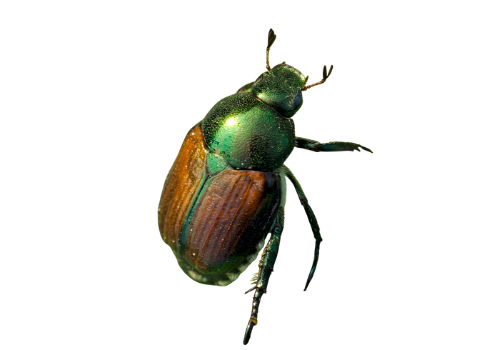 Beetles