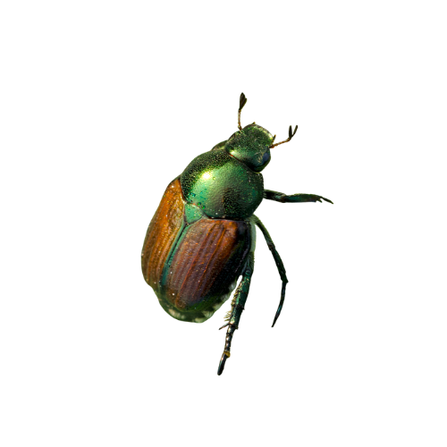 Beetles