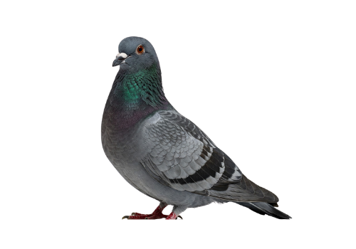 Nuisance Birds