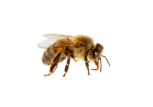 Abeilles