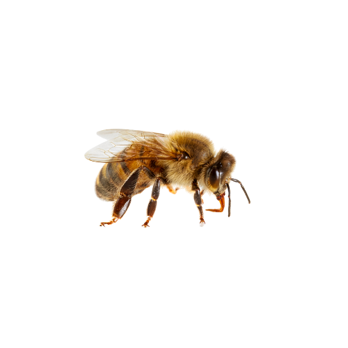 Bees