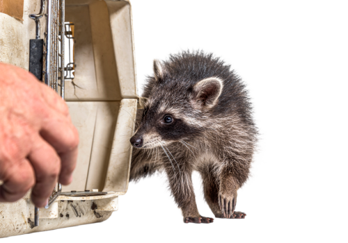 Capture animale