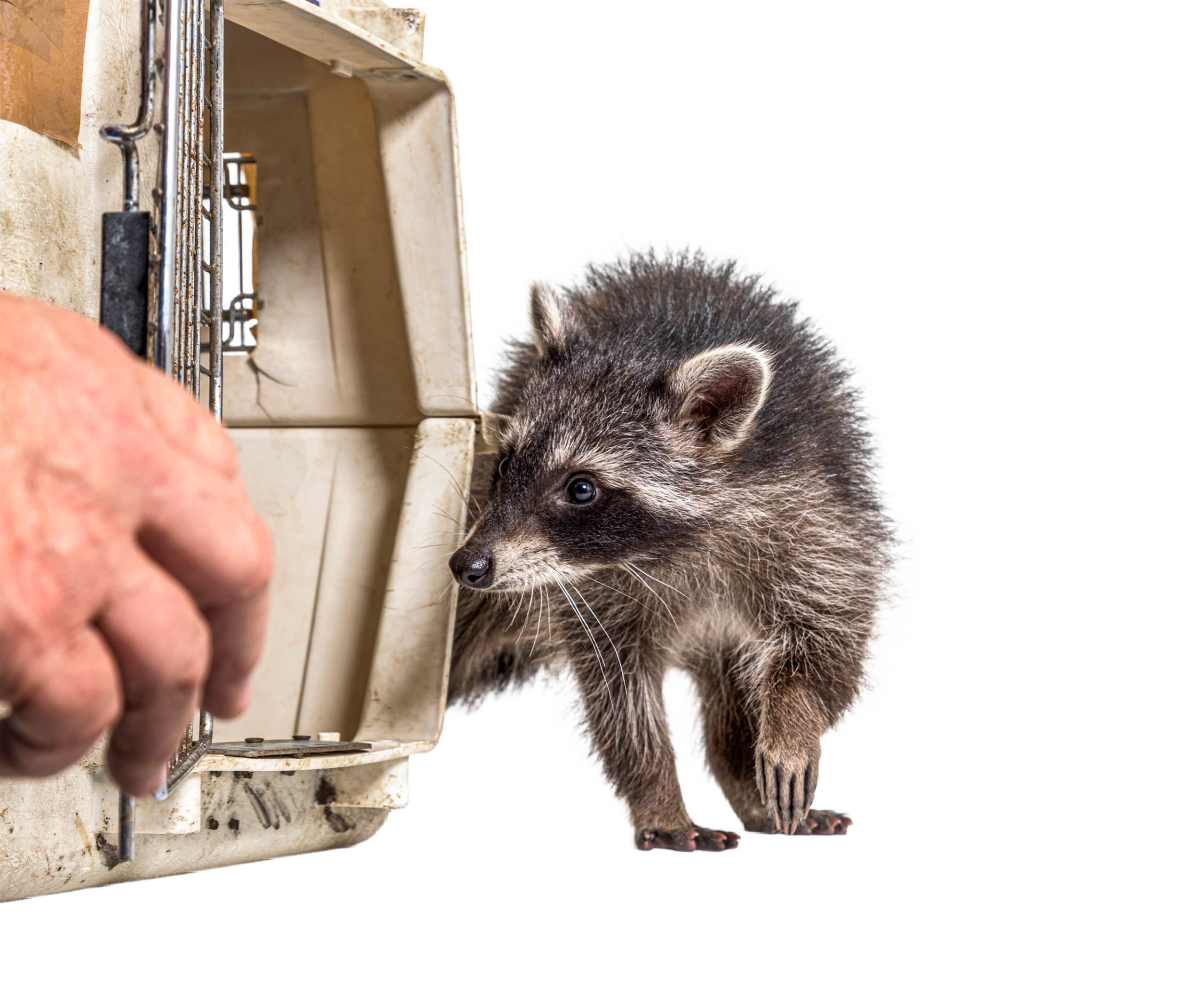 Capture animale