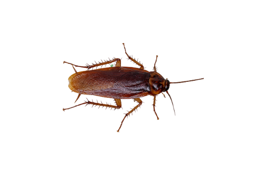 Cockroaches