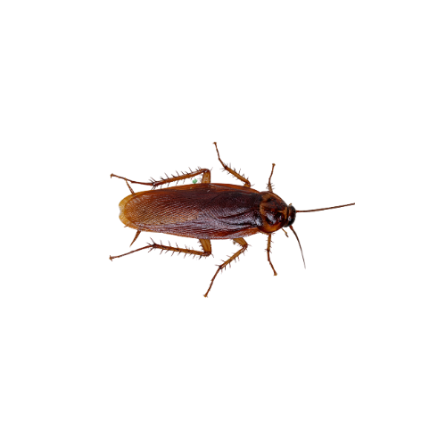 Cockroaches