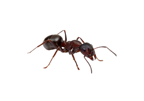 Ants