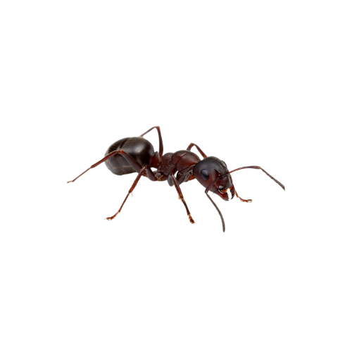 Ants