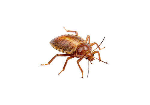 Bed Bugs