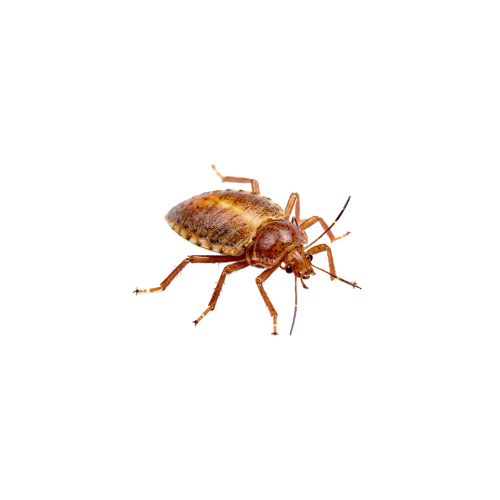 Bed Bugs