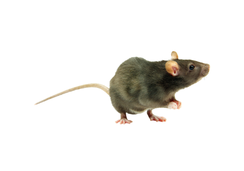 Rats