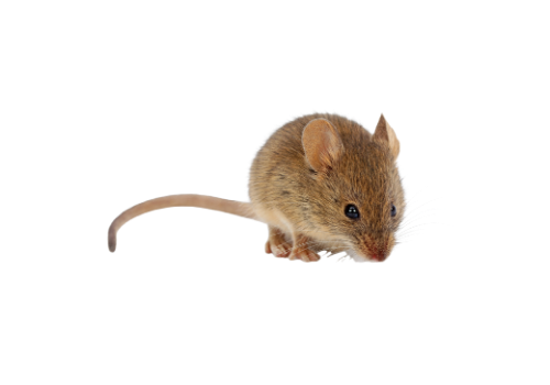 Mice